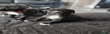 Cane Corso Puppy 2