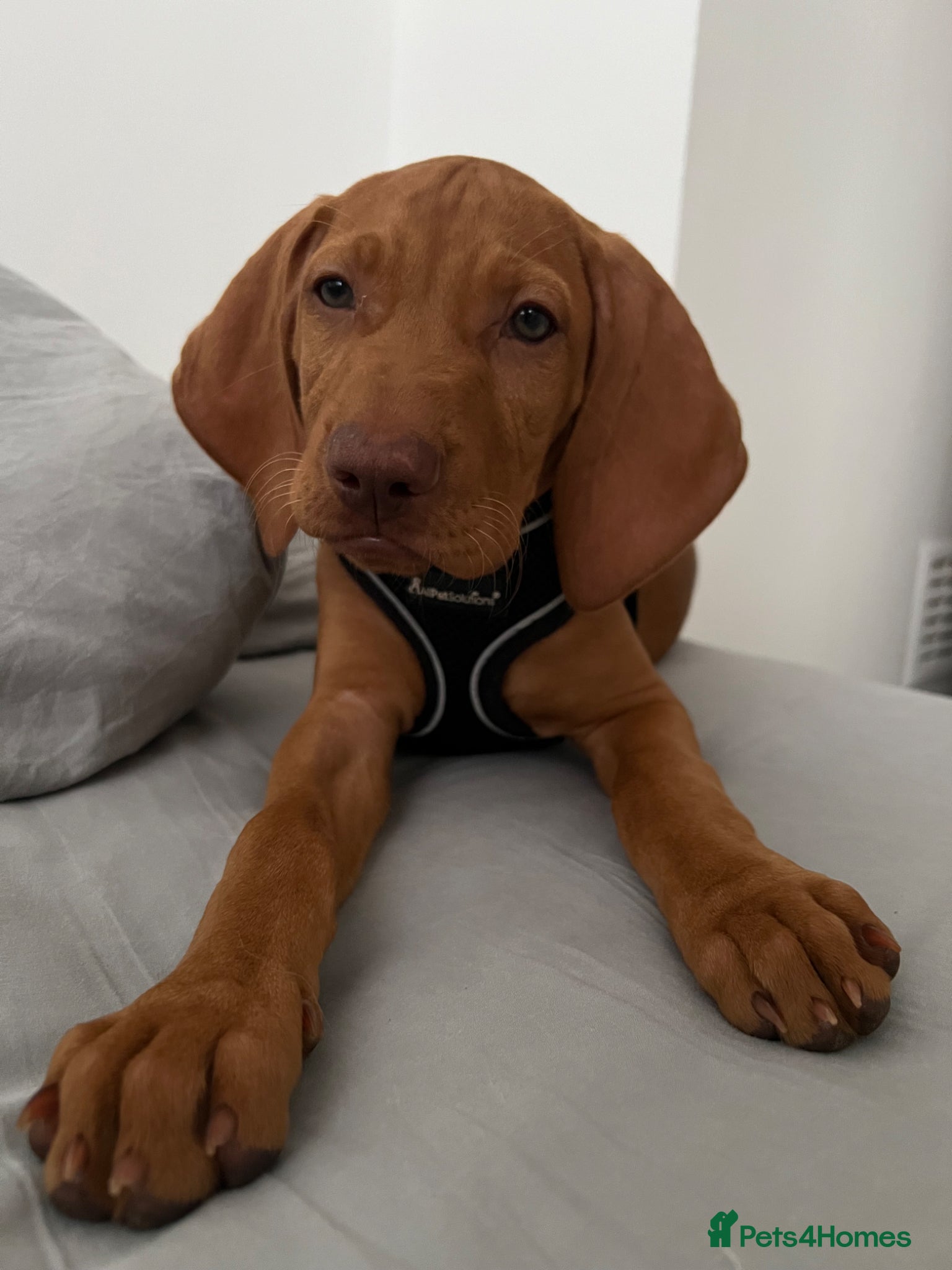 Mixed Breed dogs Hungarian vizsla x border collie - Advert 2