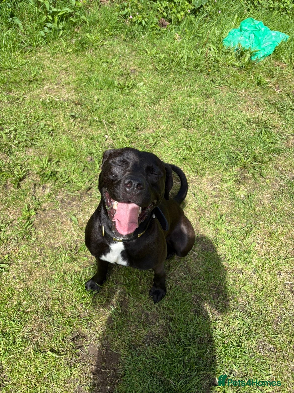 Mixed Breed dogs Raymond - Advert 3