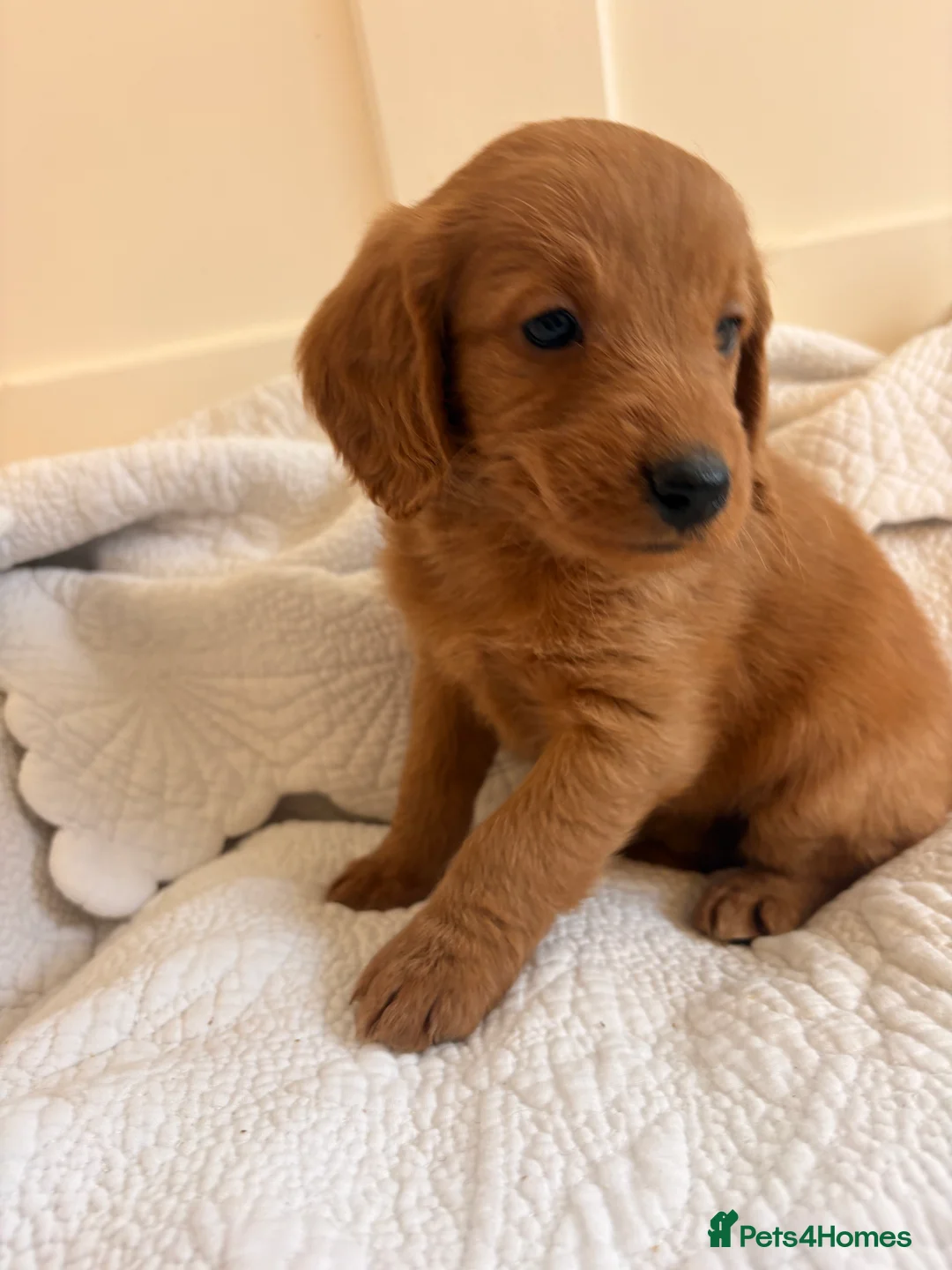 Labradoodle dogs for sale: LICENSED BREEDER QUALITY MINI LABRADOODLES - Advert 5