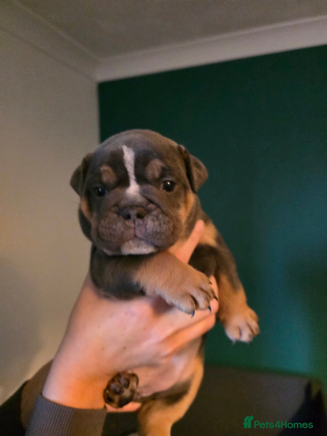 Olde English Bulldogge dogs for sale: Beautiful olde english Bulldogge pups  - Advert 5