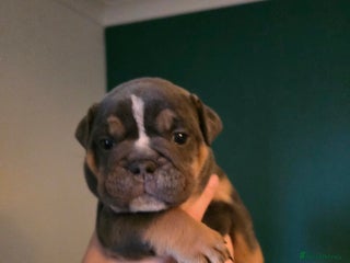 Olde English Bulldogge dogs Beautiful olde english Bulldogge pups - Advert 1