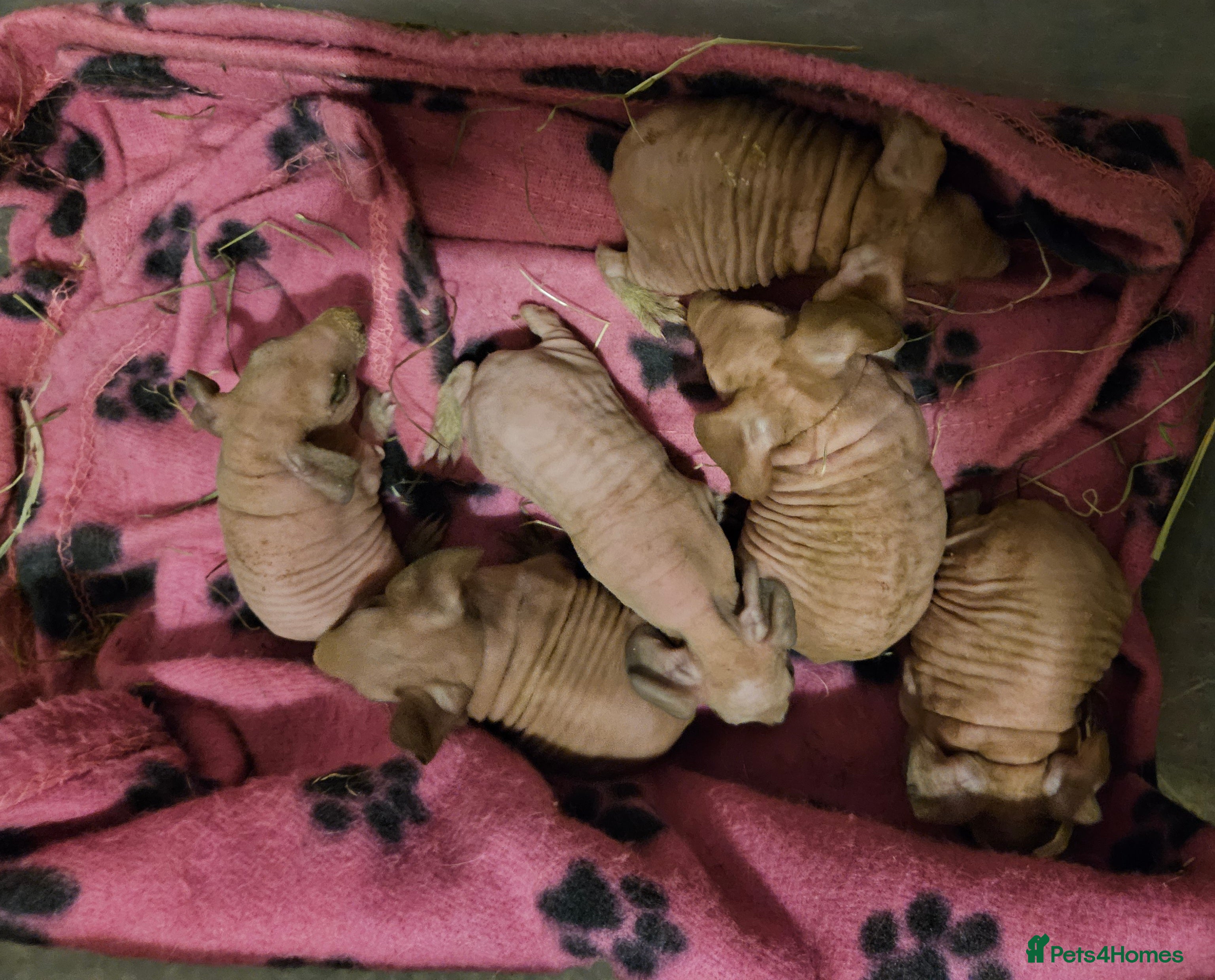 Guinea Pig rodents Skinnys Werewolfs & Lakelands Available Ready Now - Advert 1