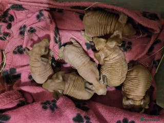 Guinea Pig rodents Skinnys Werewolfs & Lakelands Available Ready Now - Advert 6