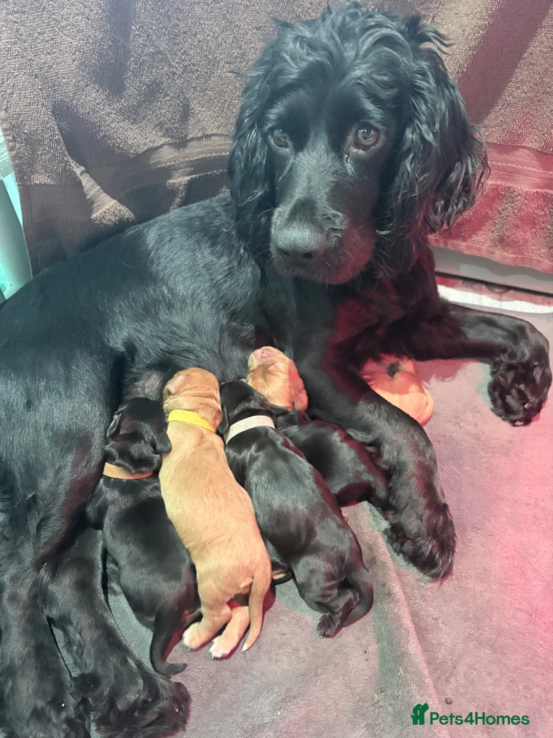 Cocker Spaniel dogs for sale: Cocker spaniel pups  - Advert 1