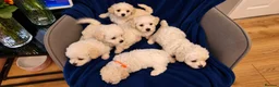 Poochon dogs for sale: 🐶 Poochon Toy Puppies Looking for Their Homes ❤️ in Caerphilly - Advert 19