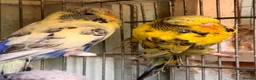 Budgerigars birds for sale: English budgies - Advert 3