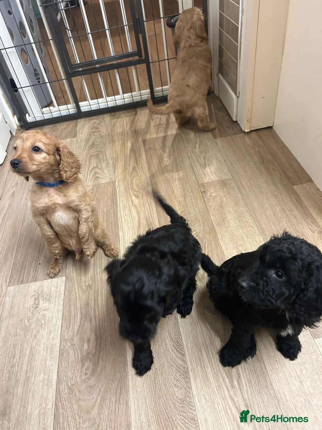 Cockapoo dogs for sale: Cockapoo F2 ready 17th February  - Advert 7