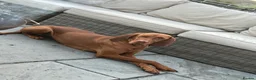 Hungarian Vizsla dogs for sale: 🌟Stunning, strong health tested KC pups 🌟  - Advert 16