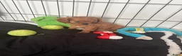 Cavalier King Charles Spaniel dogs for sale: Kc reg ruby girls  - Advert 3