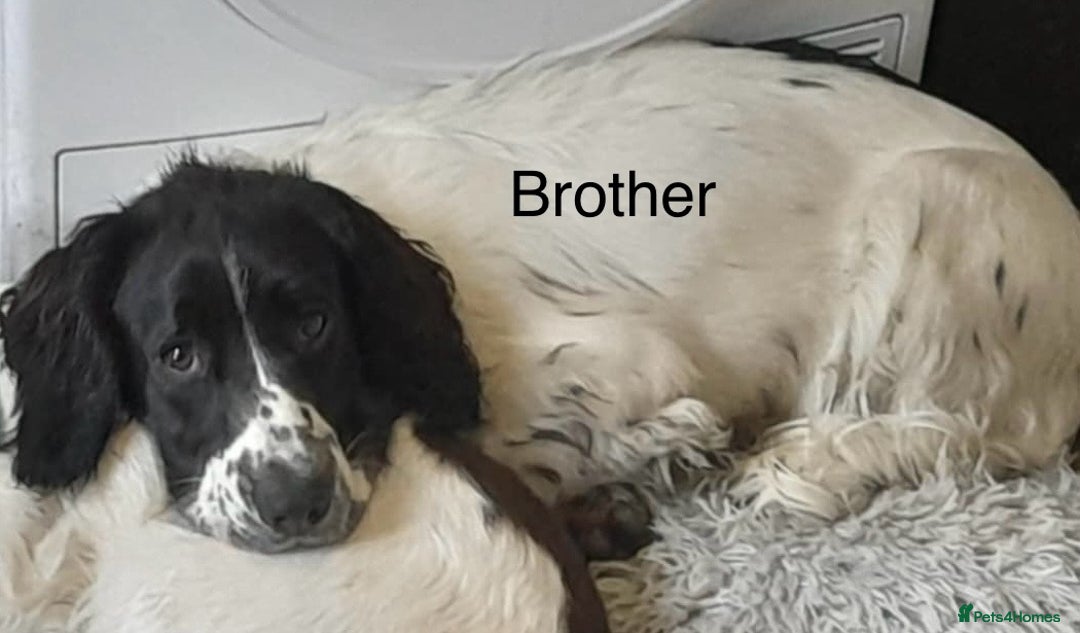 Sprocker dogs for sale: Beautiful surprise  - Image 9