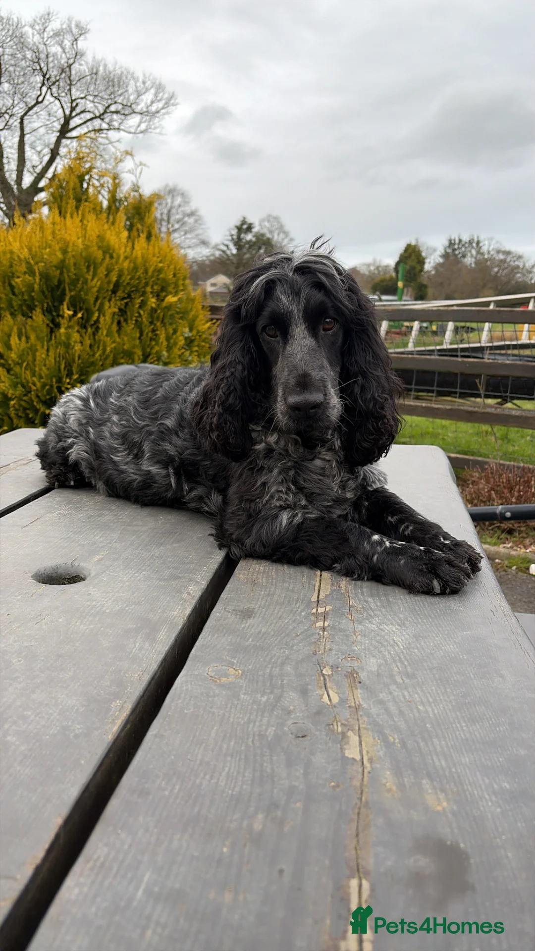 Cocker Spaniel dogs for sale: KC registered cocker spaniel puppies  - Advert 1