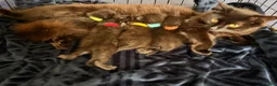 Mixed Breed cats for sale: 1/4 Maine coon cross mixed breed  - Advert 9