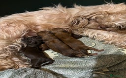 Shih Tzu dogs for sale: Imperial shih tzu puppies - Image 11