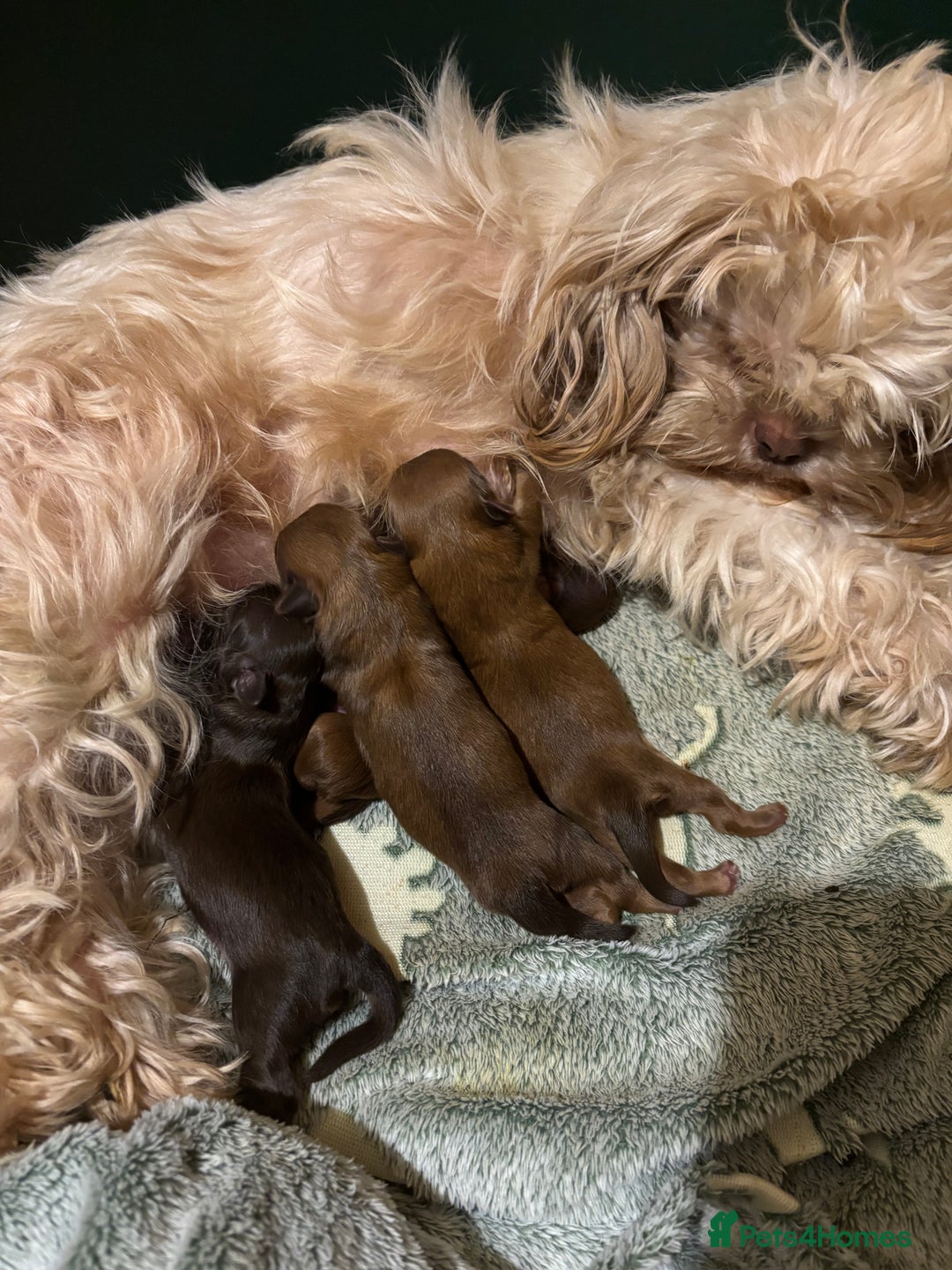 Shih Tzu dogs for sale: Imperial shih tzu puppies - Image 11