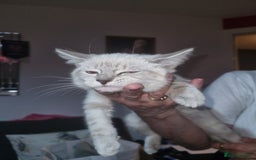 Ragdoll cats for sale: Ragdoll X Bengal - Image 15