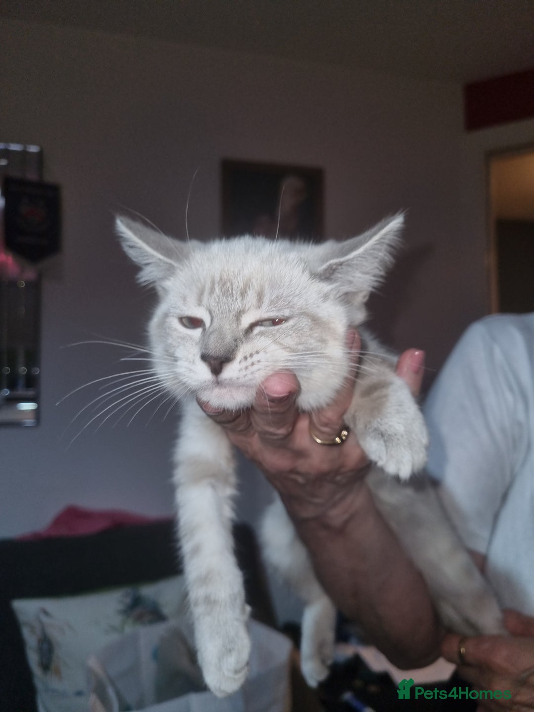Ragdoll cats for sale: Ragdoll X Bengal - Image 15