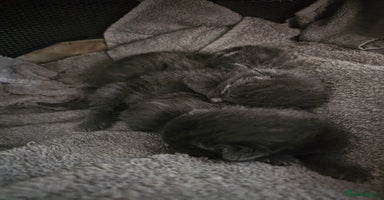 Russian Blue cats - Advert 5