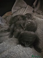 Russian Blue cats - Advert 2