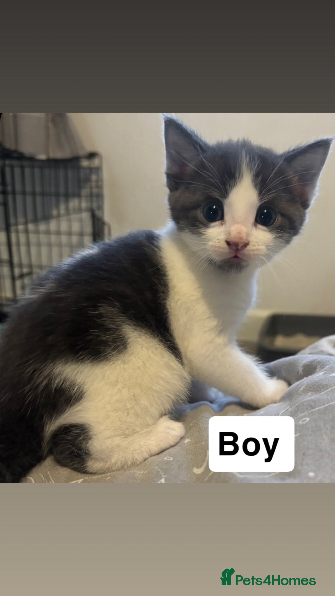 Mixed Breed cats Grey & white Boy and black girl - Advert 14