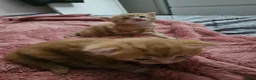 Domestic Shorthair cats for sale: 2 kittens for sale. in Sheffield - Advert 27