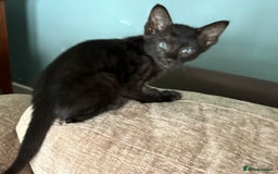 Serengeti cats for sale: Handsome tica reg black smoke male  - Image 17