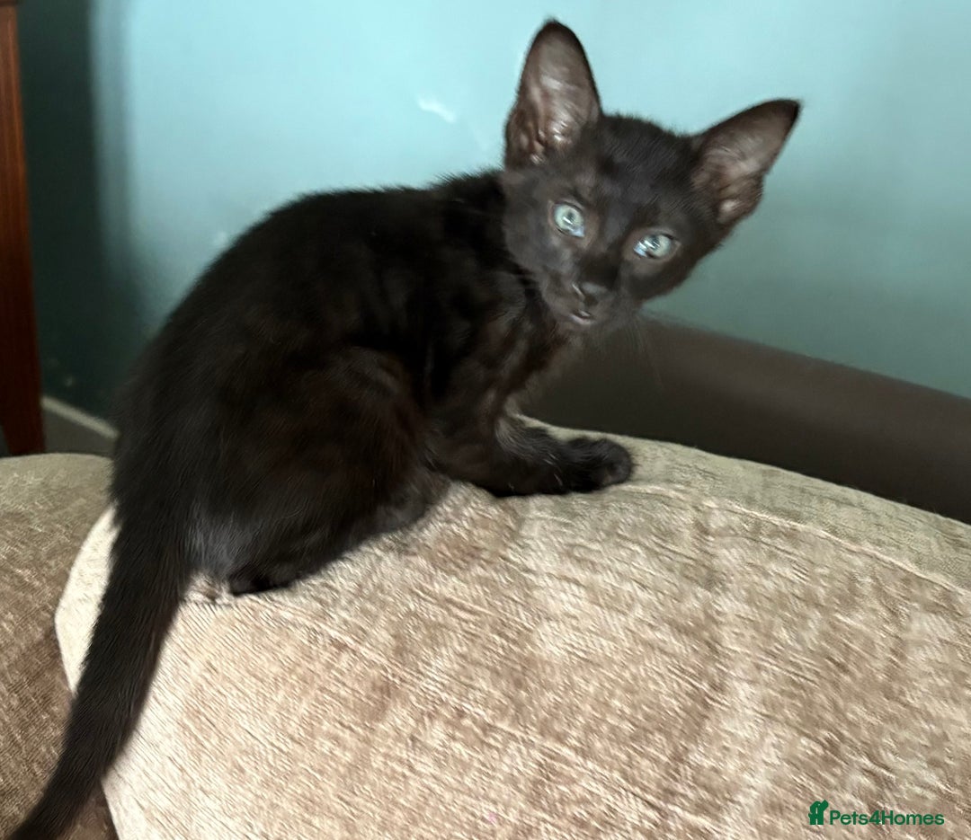 Serengeti cats for sale: Handsome tica reg black smoke male  - Image 17