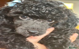 Toy Poodle dogs for sale: Adorable little toy poodle girls  - Image 1