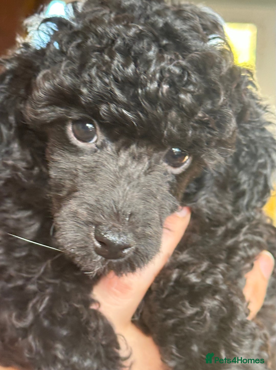Toy Poodle dogs for sale: Adorable little toy poodle girls  - Image 1
