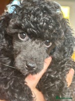 Toy Poodle dogs Adorable little toy poodle girls - Advert 8