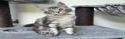 Maine Coon cats for sale: Maine Coon Kittens Fife Registered  - Advert 11