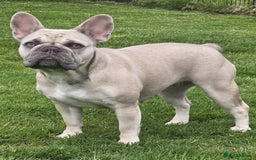 French Bulldog dogs for sale: French Bulldog gorgeous puppies - Image 15