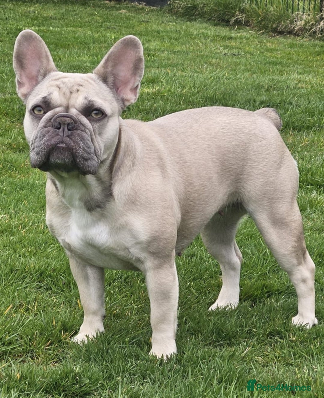French Bulldog dogs for sale: French Bulldog gorgeous puppies - Image 15