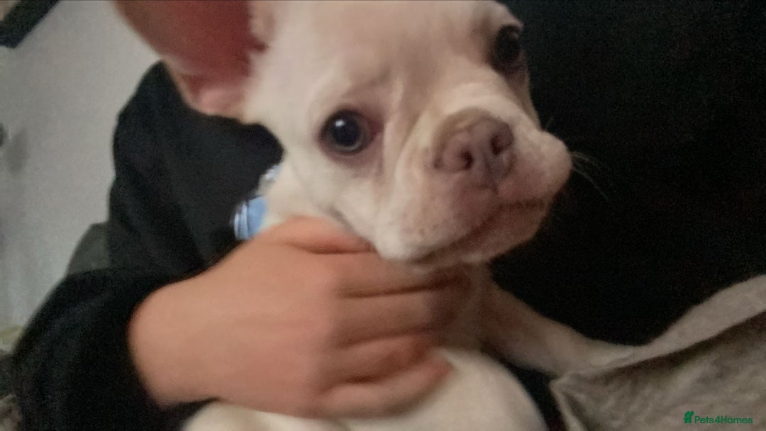 French Bulldog dogs for sale: French bulldog  - Image 5