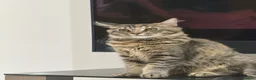 Maine Coon cats for sale: Mainecoone female kitten  in Romford - Advert 6