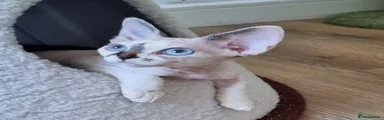 Devon Rex 5