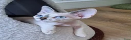 Devon Rex cats for sale: Devon Rex Kittens-Ready for Their Forever Homes! - Advert 10