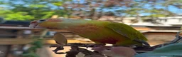 Conures birds for sale: Silly tamed sun cheek conure hand reared baby - Advert 4