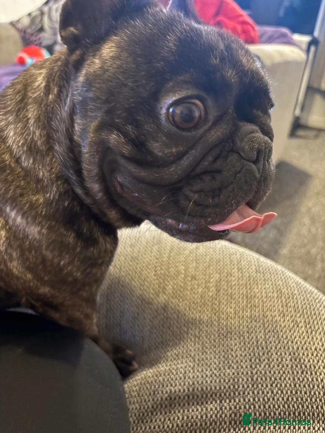 French Bulldog dogs for sale: 3 year old female French bulldog in Southampton - Advert 2