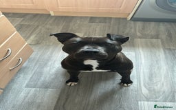 Mixed Breed dogs for sale: Luna  - Image 2