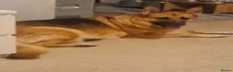 Sheprador dogs for sale: Shepador puppies for sale!  - Advert 1
