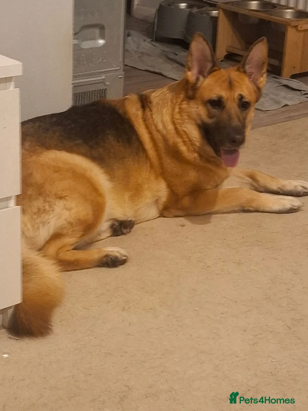 Sheprador dogs for sale: Shepador puppies for sale!  - Advert 1