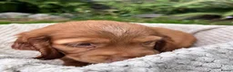 Cocker Spaniel dogs for sale: Last Puppy Available Calm Boy in Newton Abbot in Newton Abbot - Advert 4