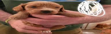 Cockapoo Puppy (White)