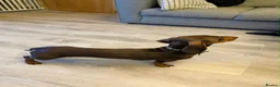 Miniature Dachshund dogs for stud: CHOCOLATE & TAN MINIATURE DACHSHUND — ROLO  - Advert 10