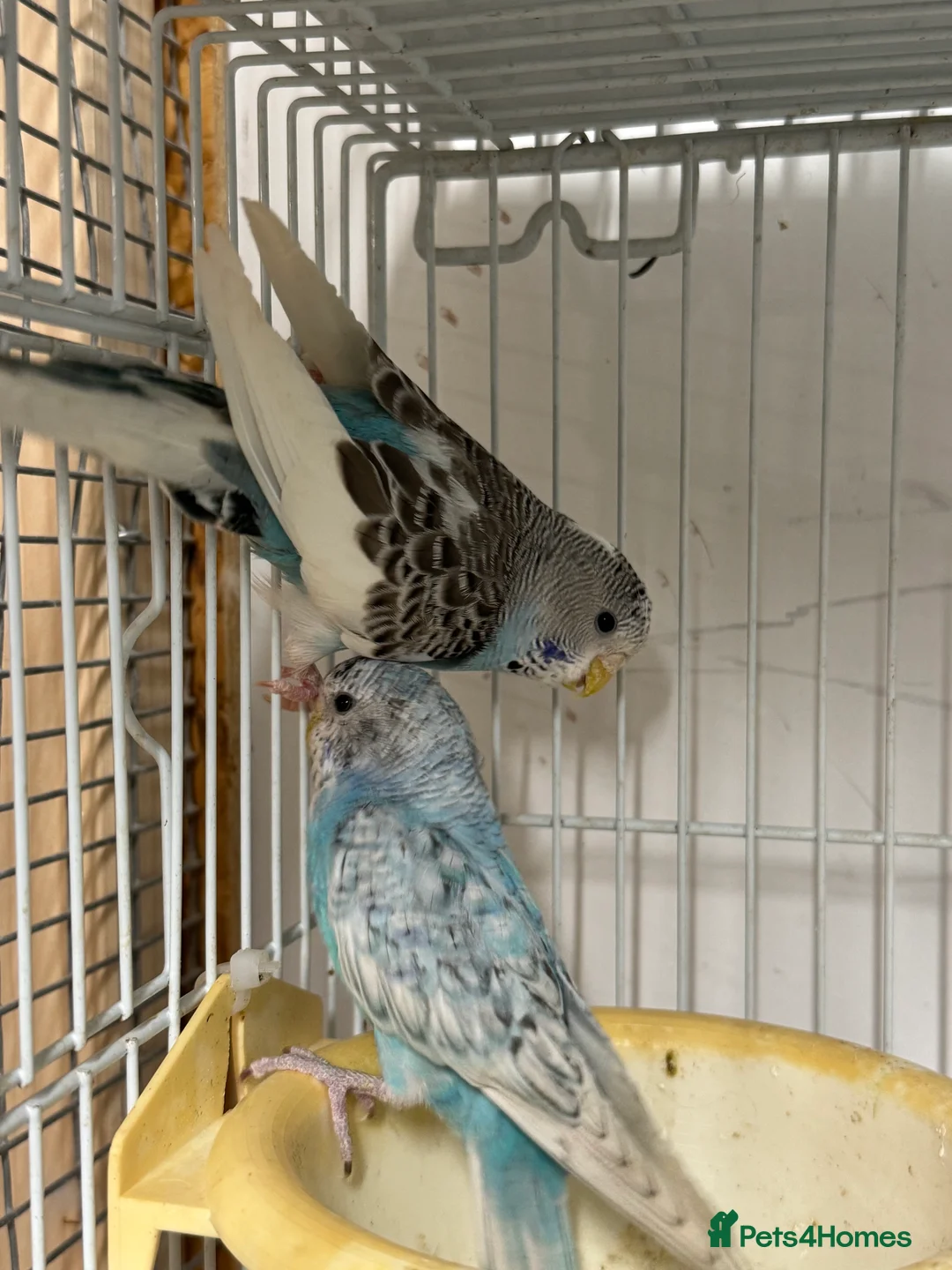 Budgerigars birds for sale: Budgies , males and females available.  - Advert 2