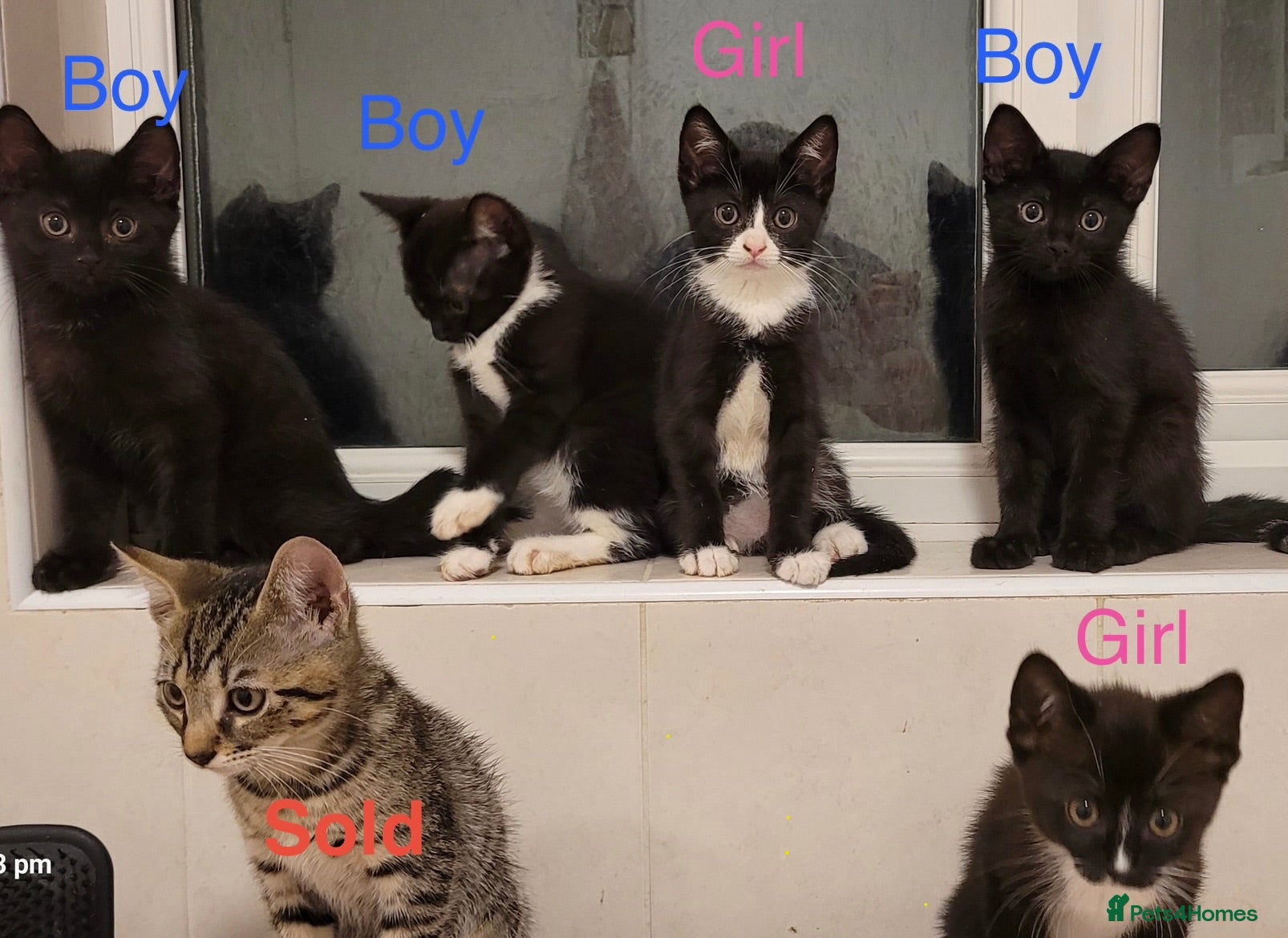 Mixed Breed cats Beautiful Mix Breed Kittens - Advert 1