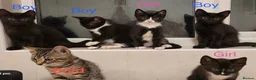 Mixed Breed cats for sale: Beautiful Mix Breed Kittens - Advert 1