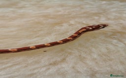 Corn Snake reptiles for sale: Baby corn snakes - Image 9