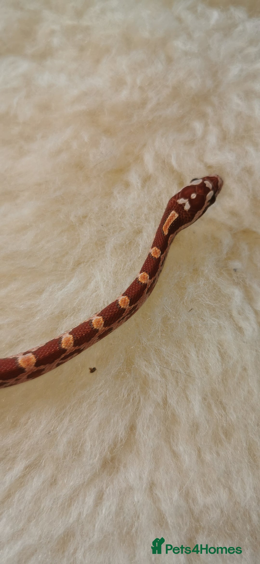 Corn Snake reptiles for sale: Baby corn snakes - Image 9